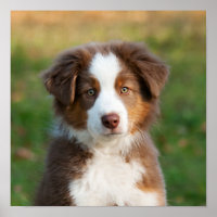 Cute Australian Shepherd puppy