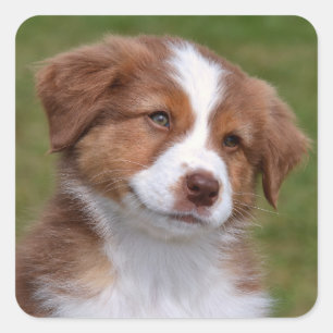 Cute Australian Shepherd Puppy Square Sticker