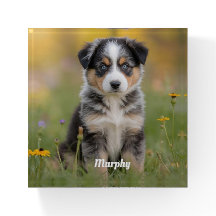 Cute Australian Shepherd Square