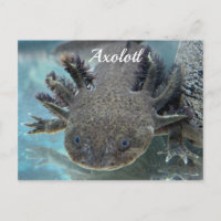Cute axolotl