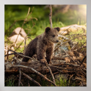 Cute Baby Bear in Woods Poster