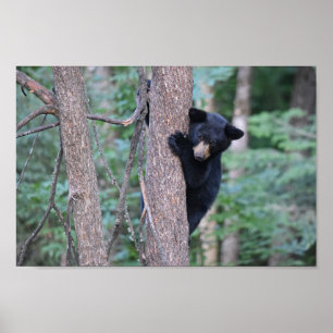 Cute Baby Black Bear Cub in Tree Photo Poster