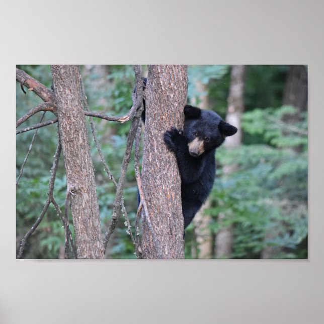 Cute Baby Black Bear Cub in Tree Photo Poster (Front)