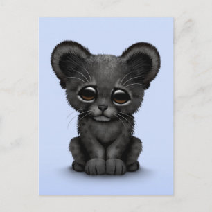 Cute Baby Black Panther Cub on Blue Postcard