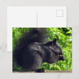Cute Baby Black Squirrel Eating Seeds Nature Postcard