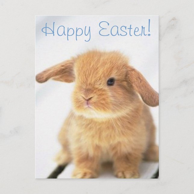 Cute Baby Bunny Happy Easter Design Holiday Postcard (Front)