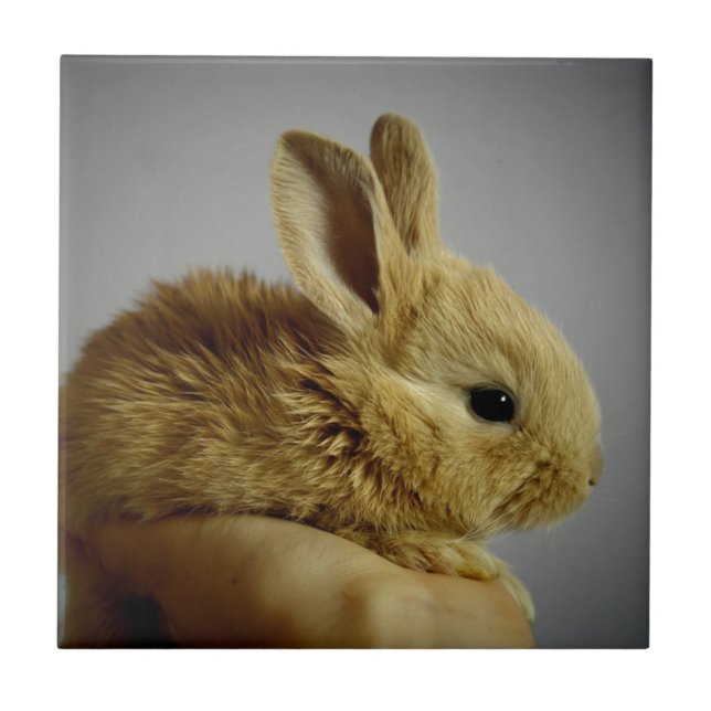 Cute Baby Bunny in Hand Tile (Front)