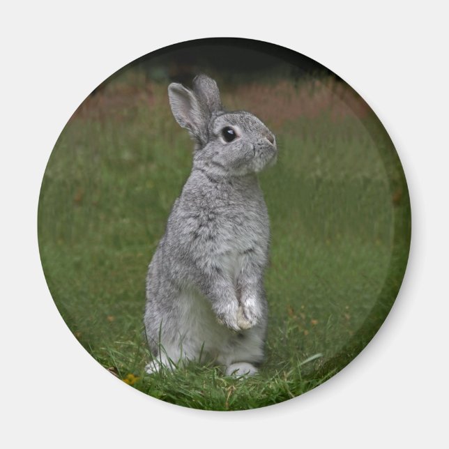 Cute Baby Bunny Magnet (Front)