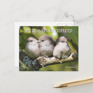Cute Baby Bushtit Songbirds in Pear Tree Postcard