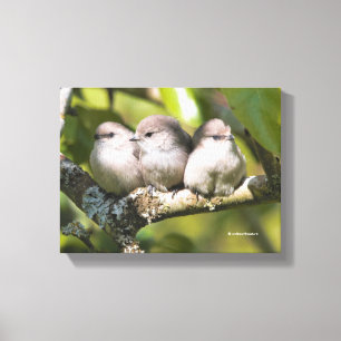 Cute Baby Bushtit Songbirds in the Pear Tree Canvas Print