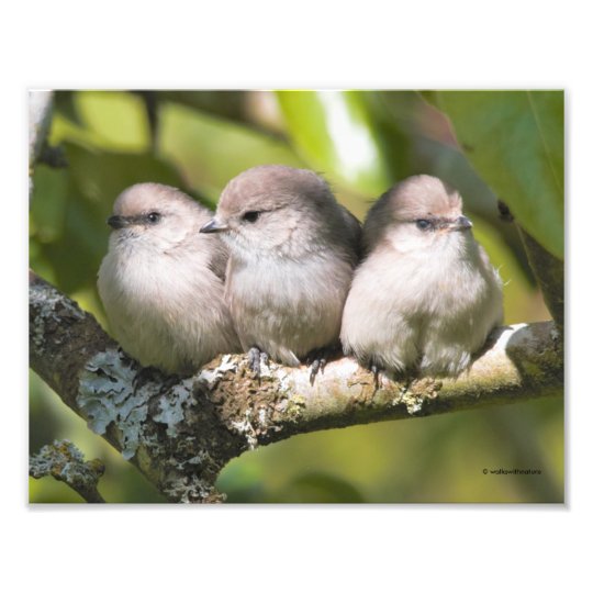 Cute Baby Bushtit Songbirds in the Pear Tree Photo Print | Zazzle.co.uk