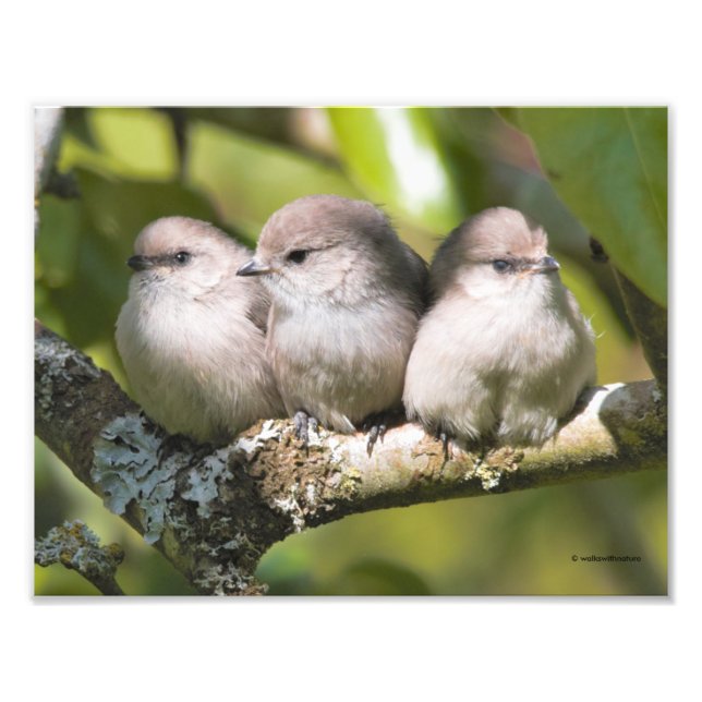 Cute Baby Bushtit Songbirds in the Pear Tree Photo Print (Front)
