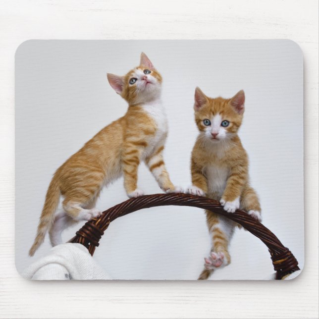 Cute Baby Cats Kittens Funny Gym Photo Mouse Mat (Front)