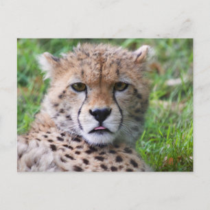 Cute Baby Cheetah Close Up Face Postcard