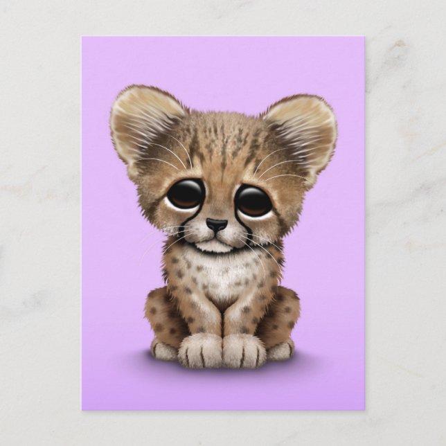 Cute Baby Cheetah Cub on Purple Postcard (Front)