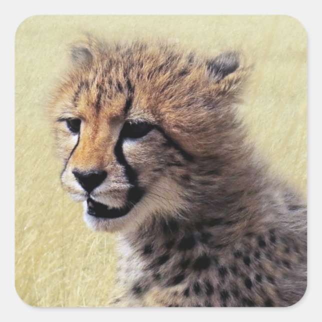 Cute baby Cheetah Cub Square Sticker (Front)