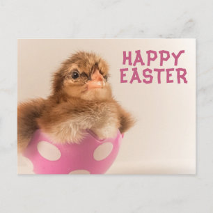 Cute Baby Chick in Easter Egg Holiday Postcard