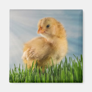 Cute Baby Chick in Grass with Sunbeam Photo Magnet