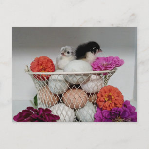 Cute Baby Chickens Postcard