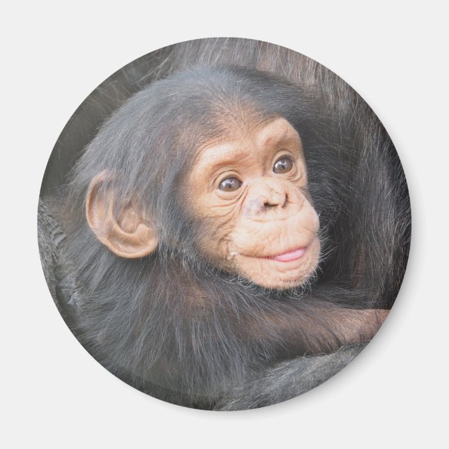 Cute Baby Chimpanzee Photo Magnet (Front)