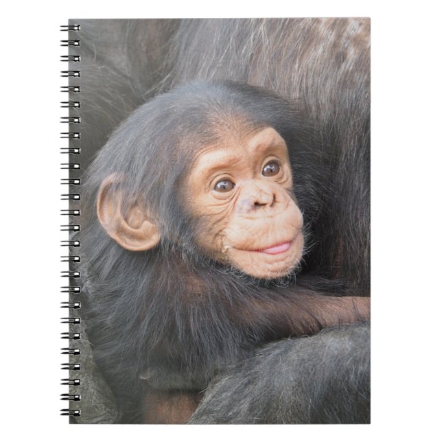 Cute Baby Chimpanzee Photo Notebook (Front)