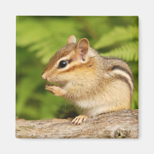 cute baby chipmunk magnet