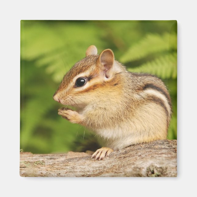 cute baby chipmunk magnet (Front)