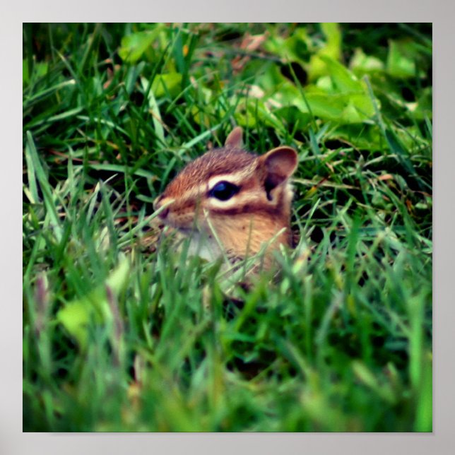 Cute Baby Chipmunk Peeking Wildlife  Poster (Front)