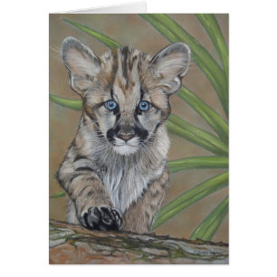 cute baby cougar kitten big cat wildlife