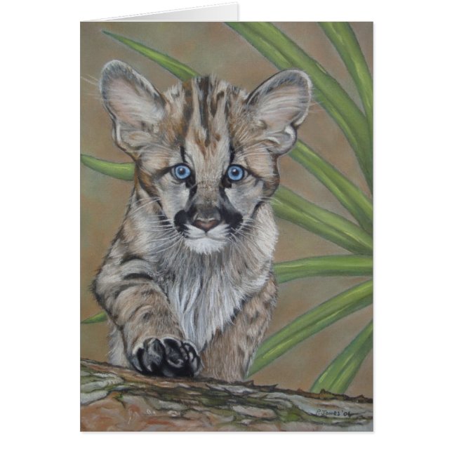 cute baby cougar kitten big cat wildlife (Front)