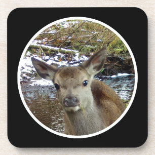 Cute Baby Deer Fawn Adorable Woodland Wildlife Coaster