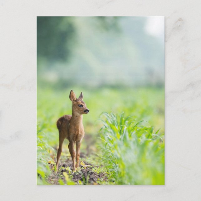 Cute Baby Deer Fawn in Grass Nature Photography Postcard (Front)