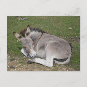 Cute baby donkey foal laying down postcard