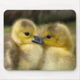 Cute Baby Ducklings Mouse Mat