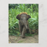 Cute Baby Elephant