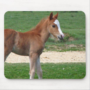 Cute Baby Foal Destiny Gifts Springtime Adorable Mouse Mat