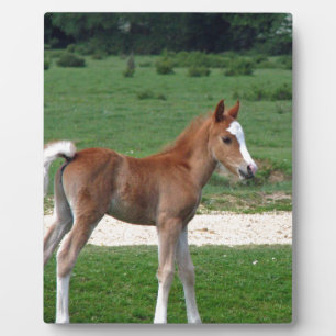Cute Baby Foal Destiny Gifts Springtime Adorable Plaque