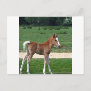 Cute Baby Foal Destiny Gifts Springtime Adorable Postcard