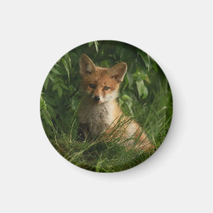  Cute Baby Fox in a Green Forest Magnet