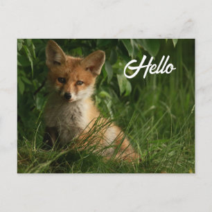 Cute Baby Fox in a Green Forest Postcard