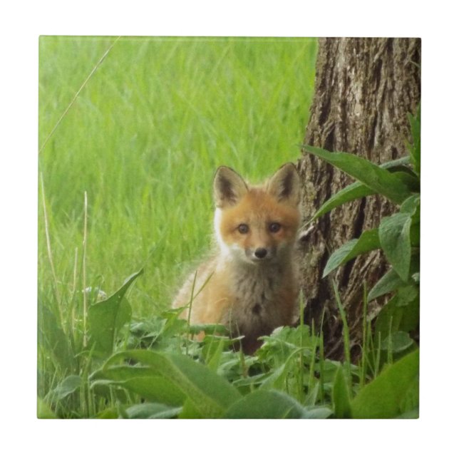 Cute baby fox in springtime photograph tile (Front)