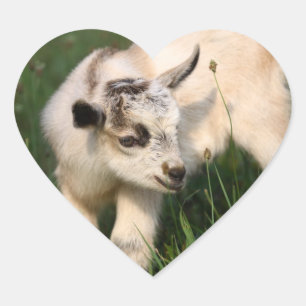 Cute Baby Goat Heart Sticker