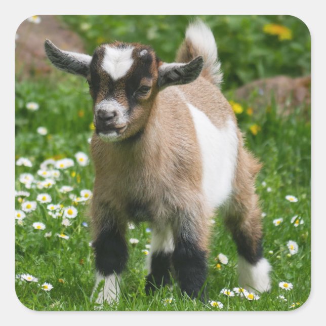 Cute Baby Goat kid Square Sticker (Front)