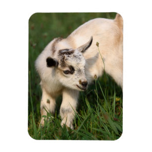 Cute Baby Goat Magnet