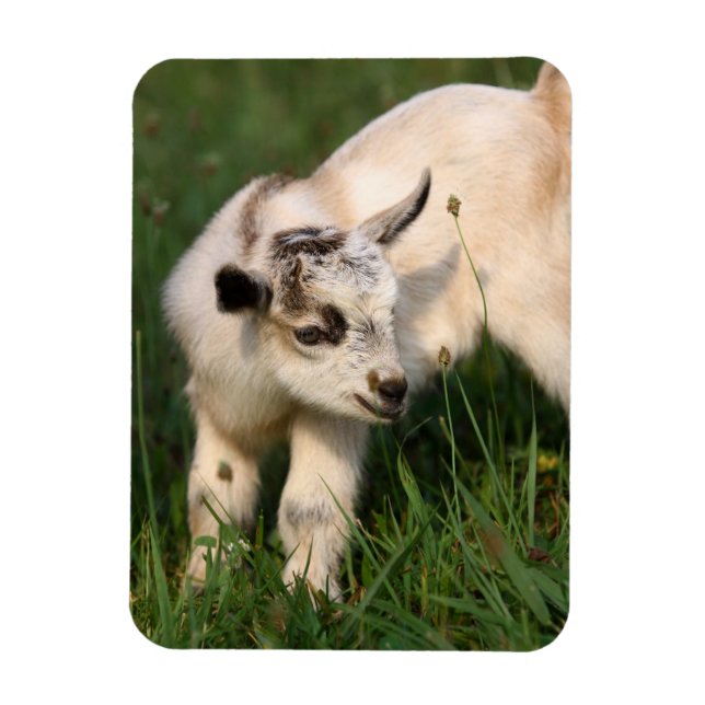 Cute Baby Goat Magnet (Vertical)