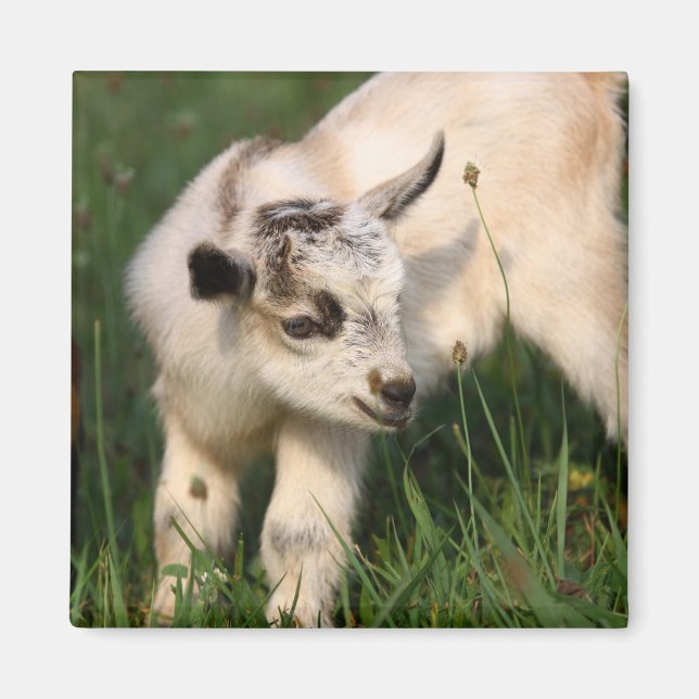 Cute Baby Goat Magnet (Front)