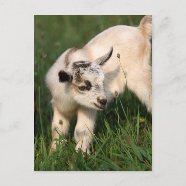 Cute Baby Goat Postcard (Front)