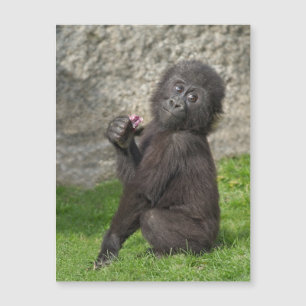 Cute Baby Gorilla