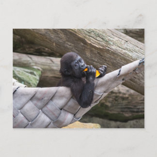 Cute baby gorilla eating and looking at you postcard
