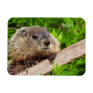 Cute Baby Groundhog / Woodchuck Magnet